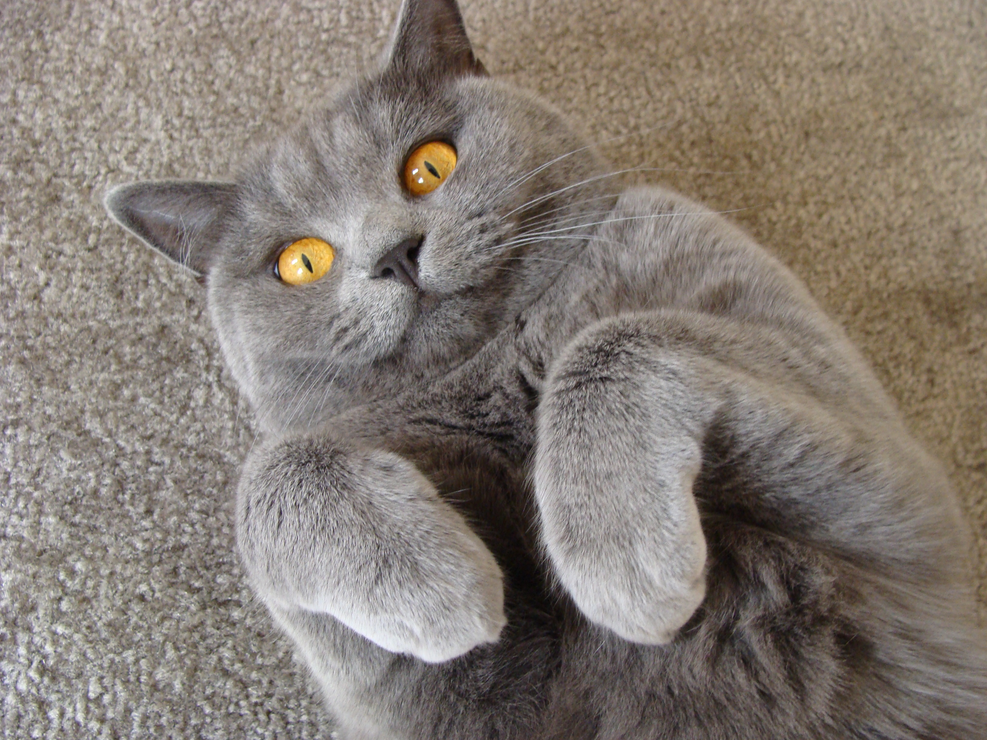 Resident Cat