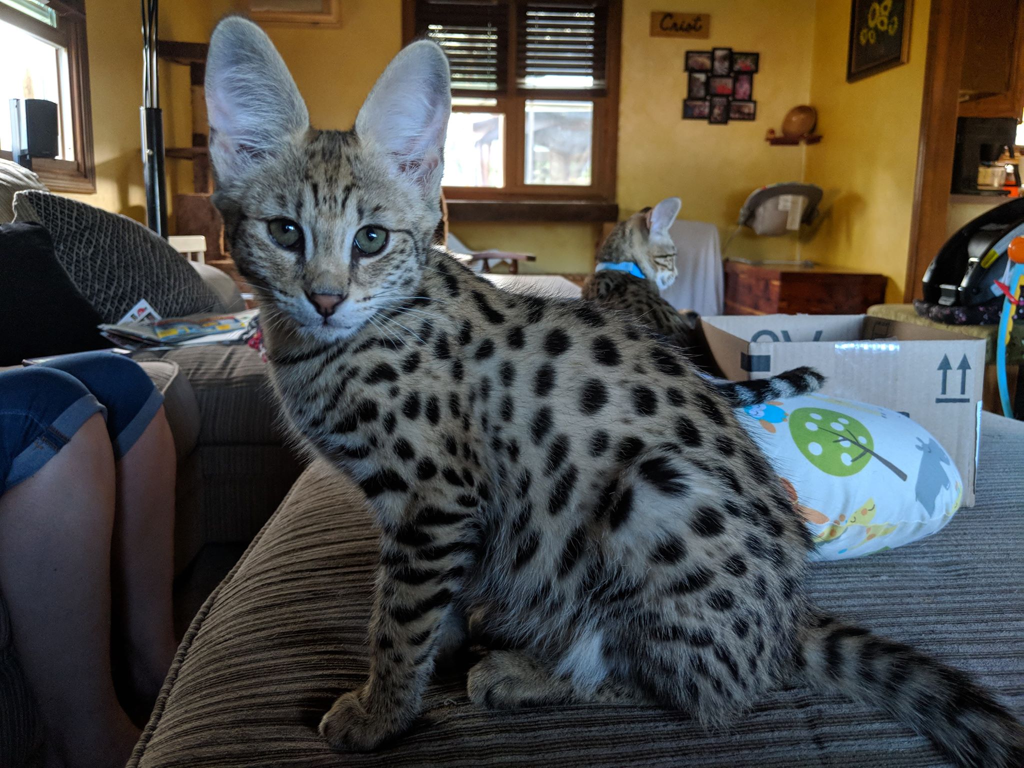 animal