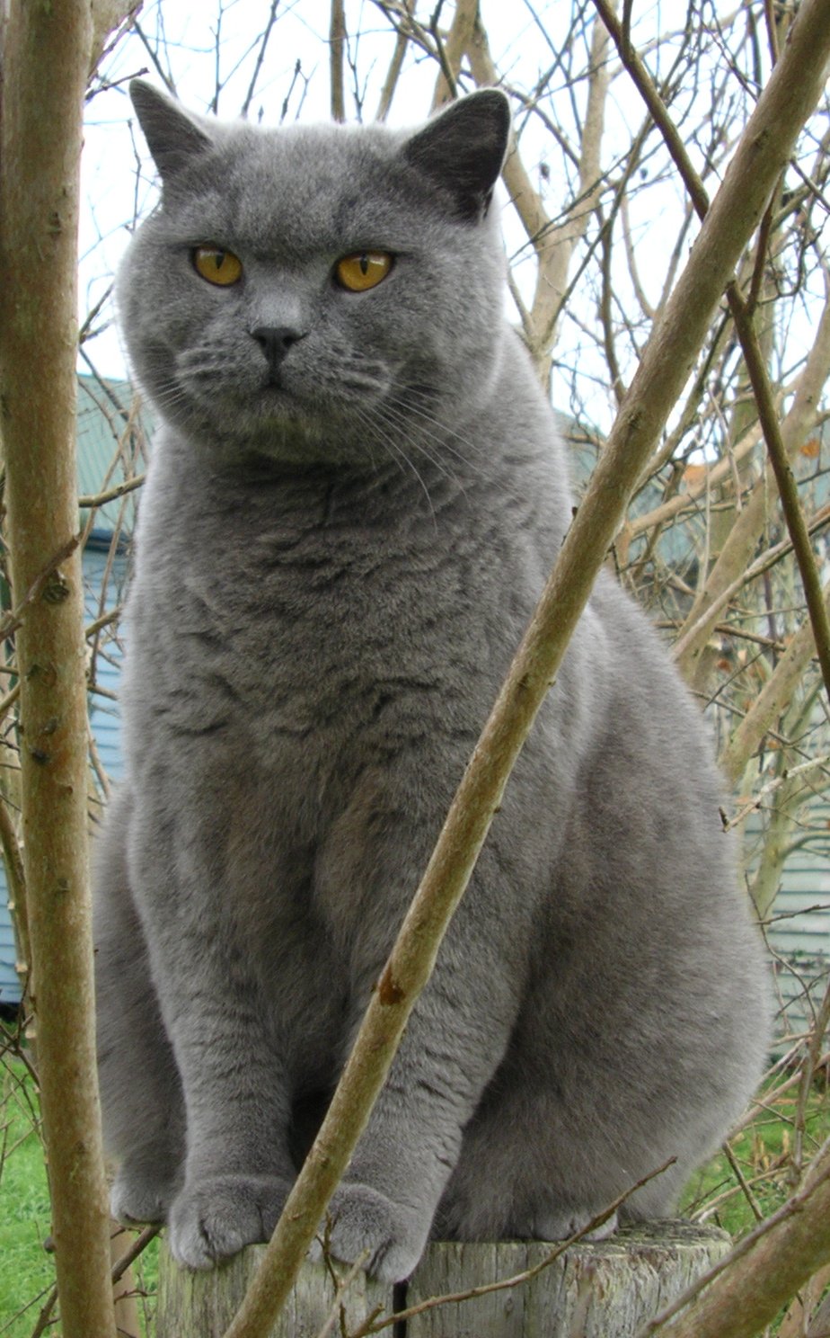 animal