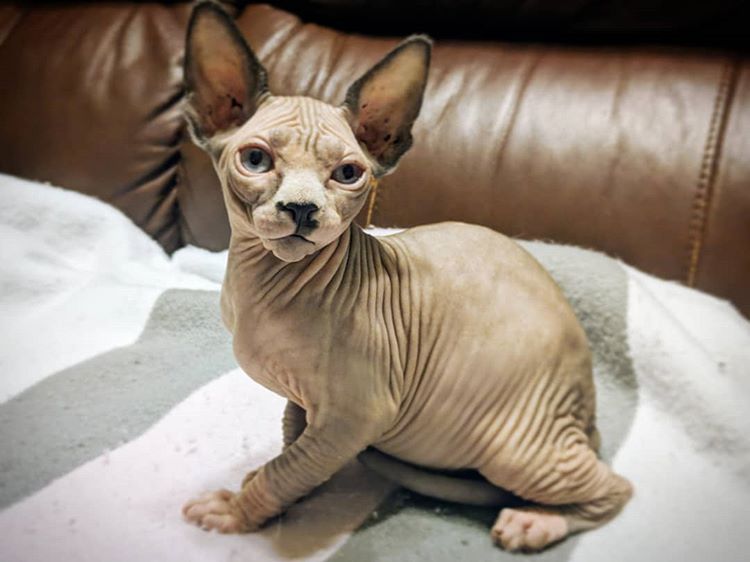 animal