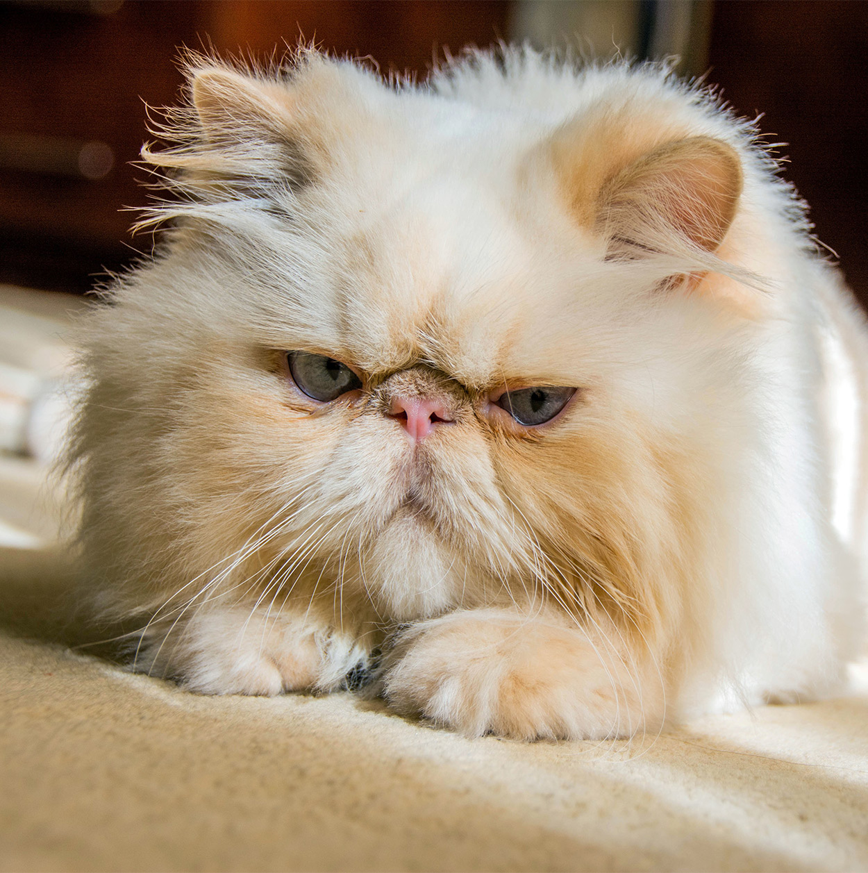 Resident Cat