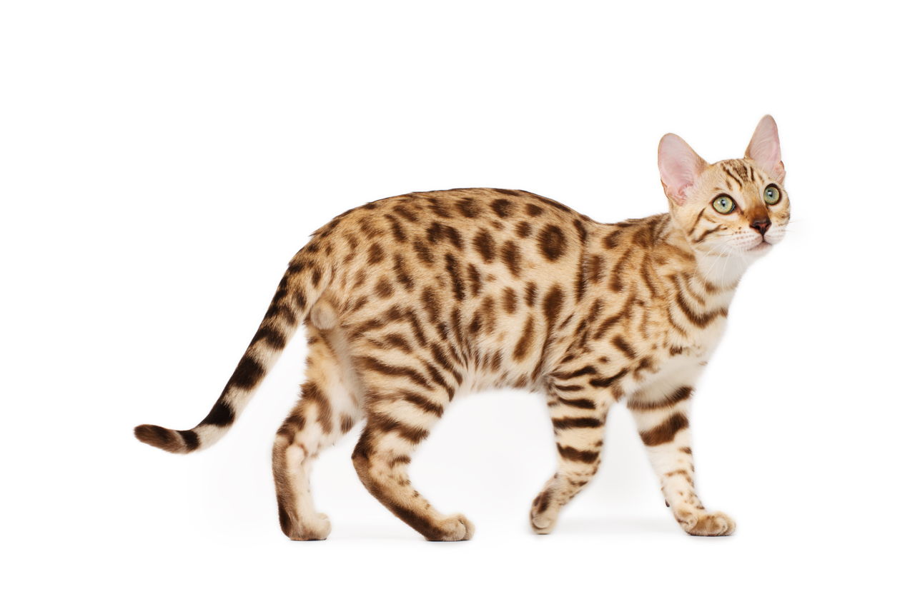animal