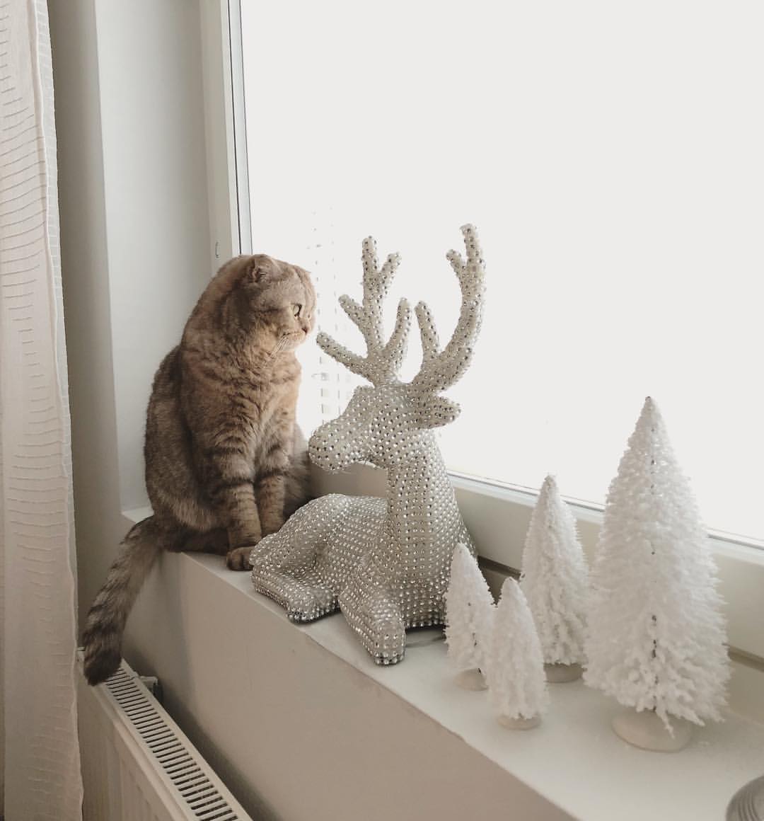 animal