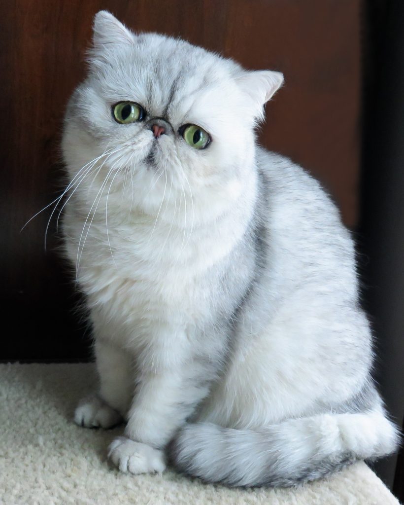 animal