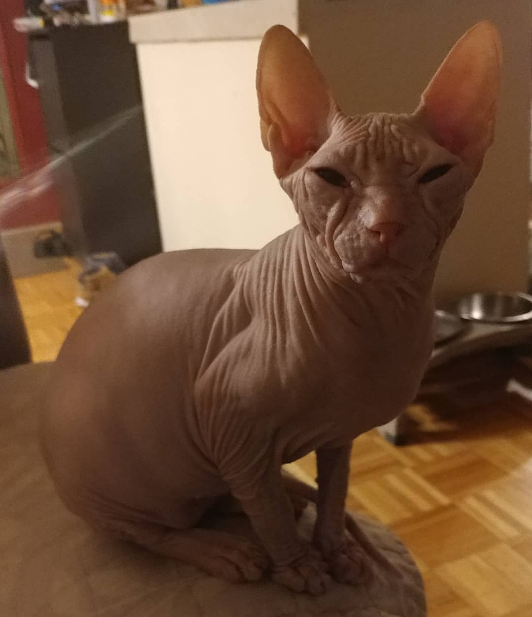 animal