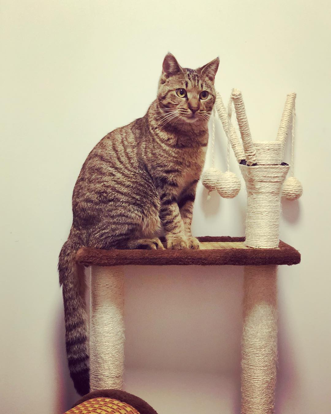 animal