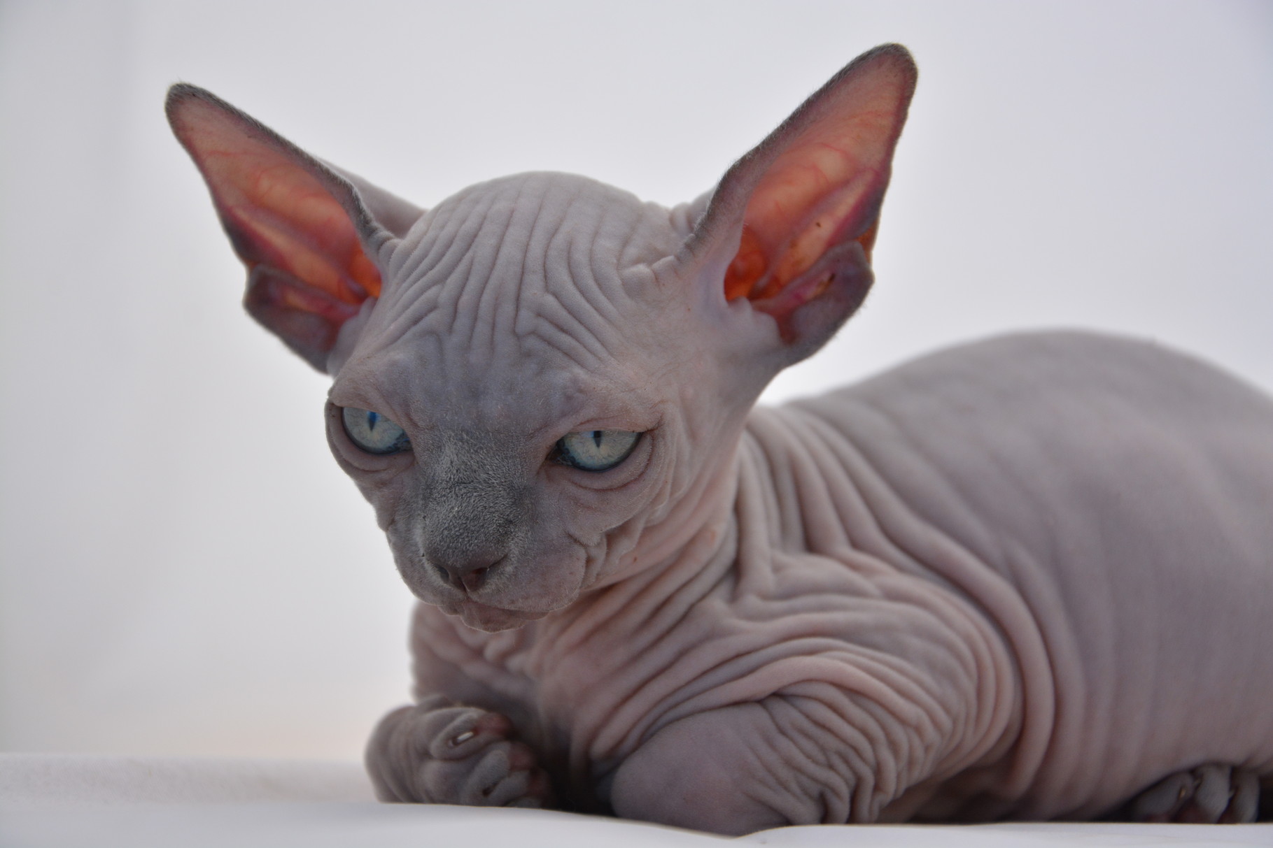 animal