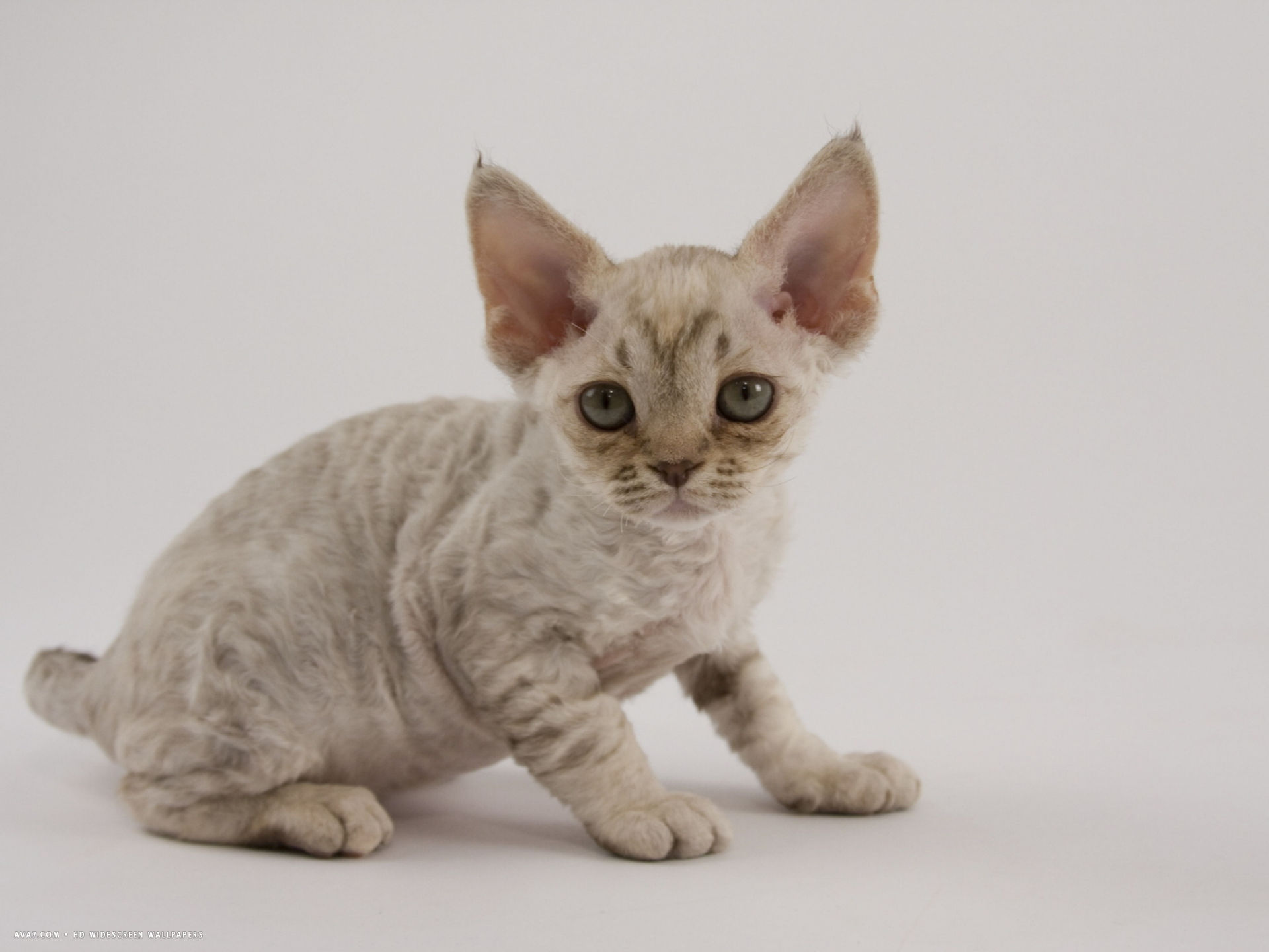 Resident Cat