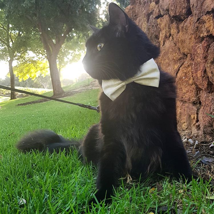 Random Cat