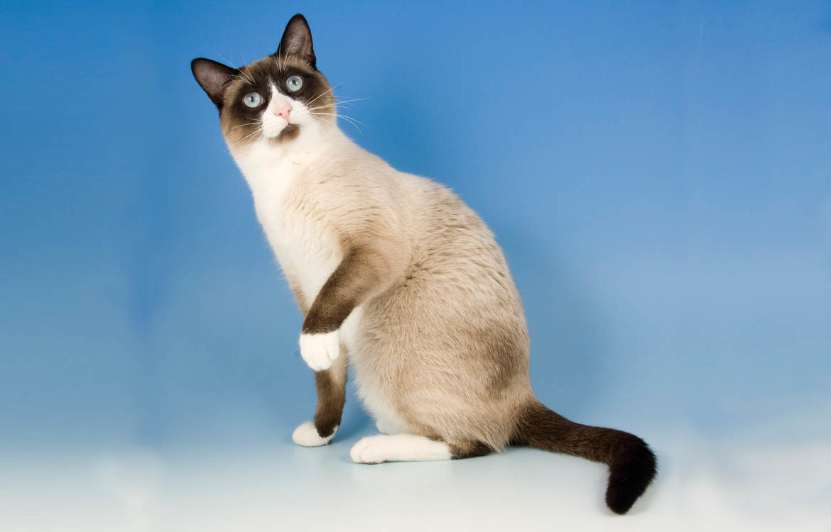 A Random Cat