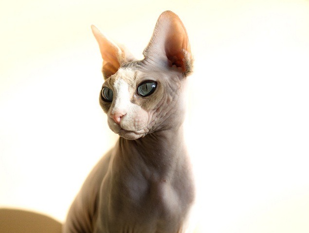 animal