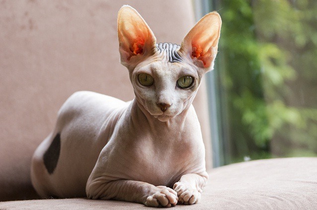 animal