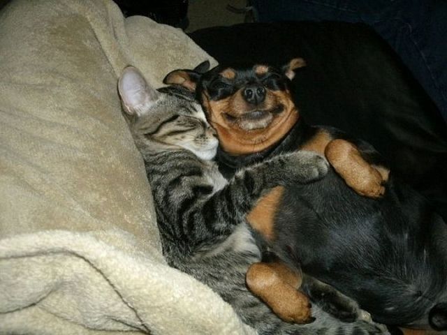 animal