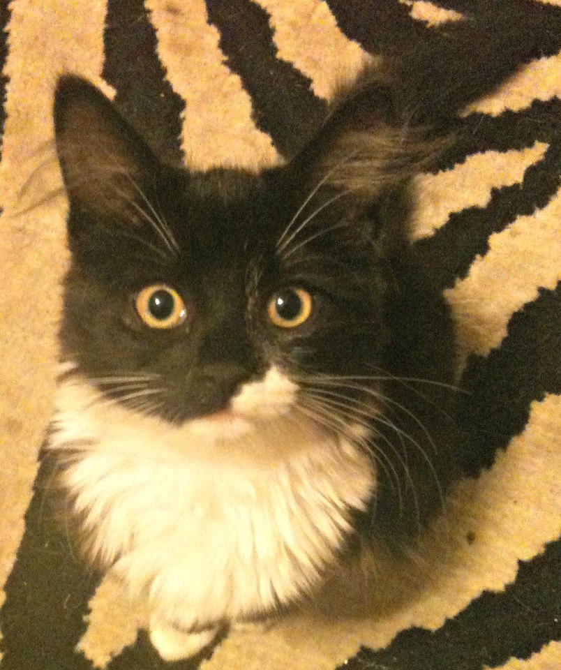 CatAPI Image