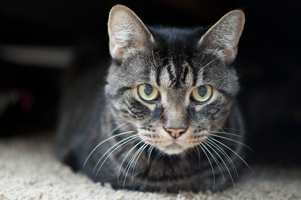 A Random Cat