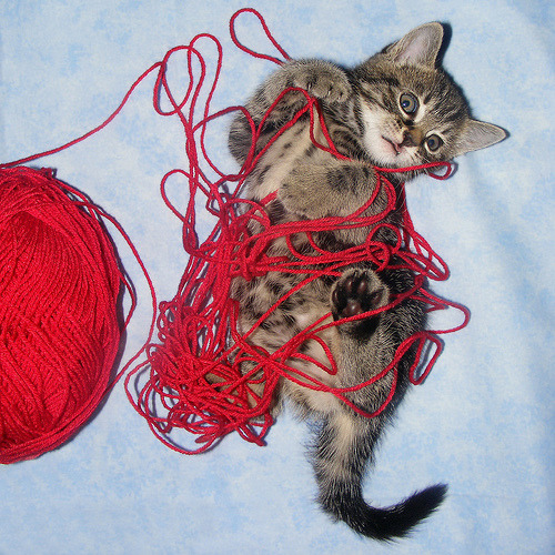 Cute Cat