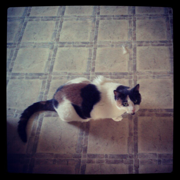 animal