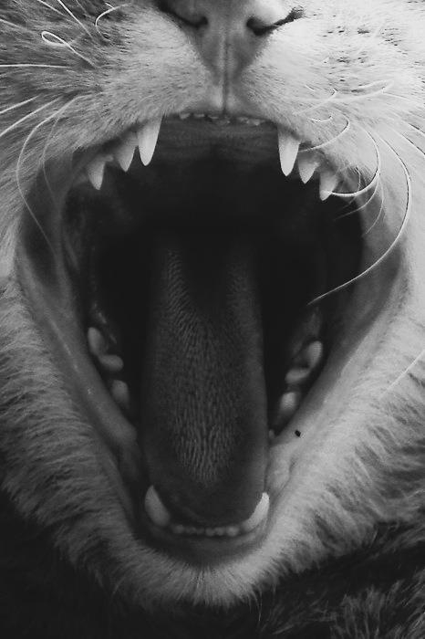 animal