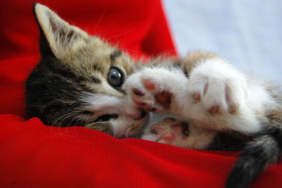 A Random Cat