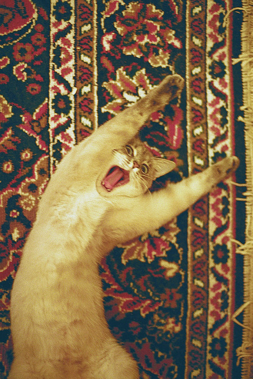 animal