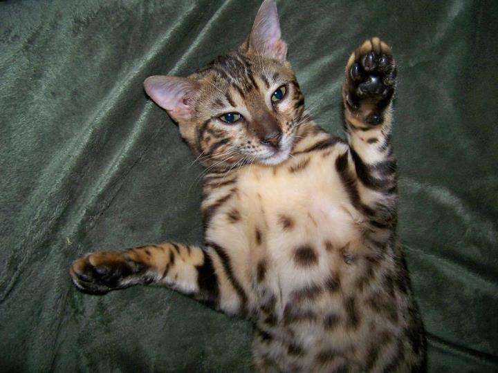 animal