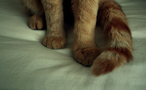 animal