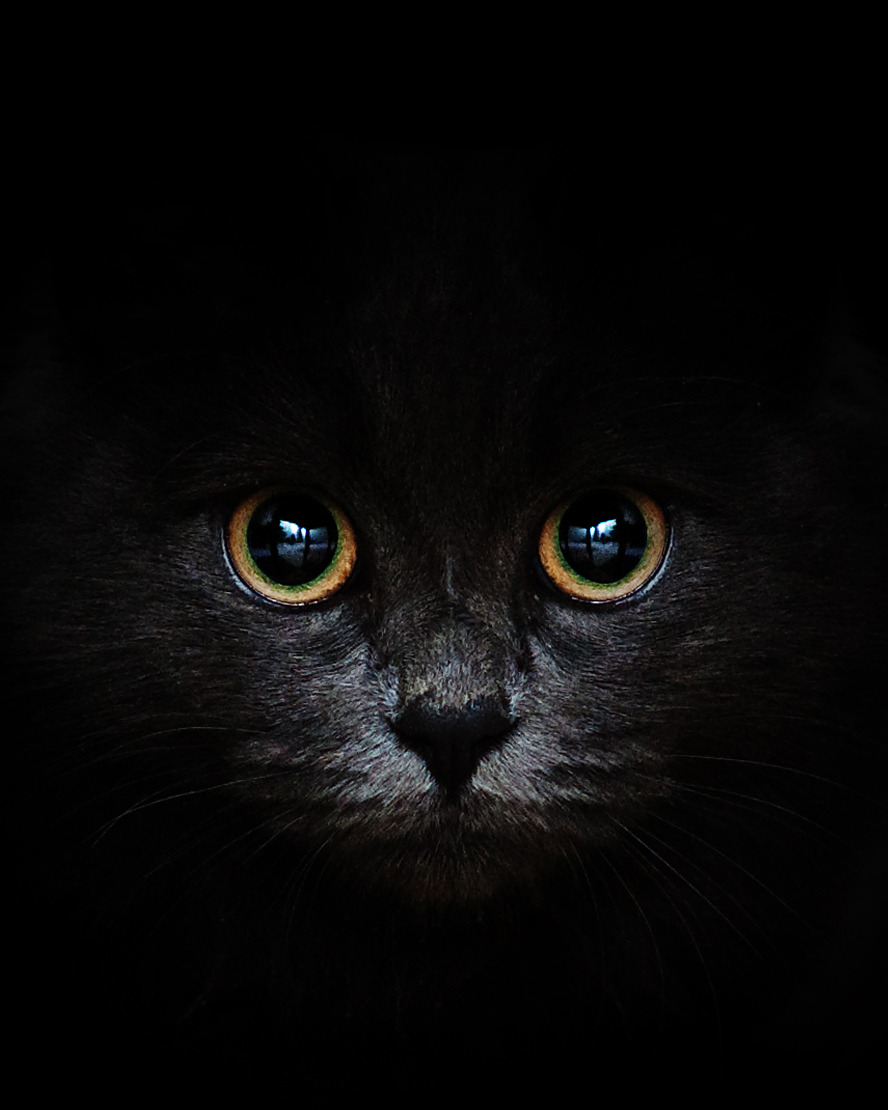 animal