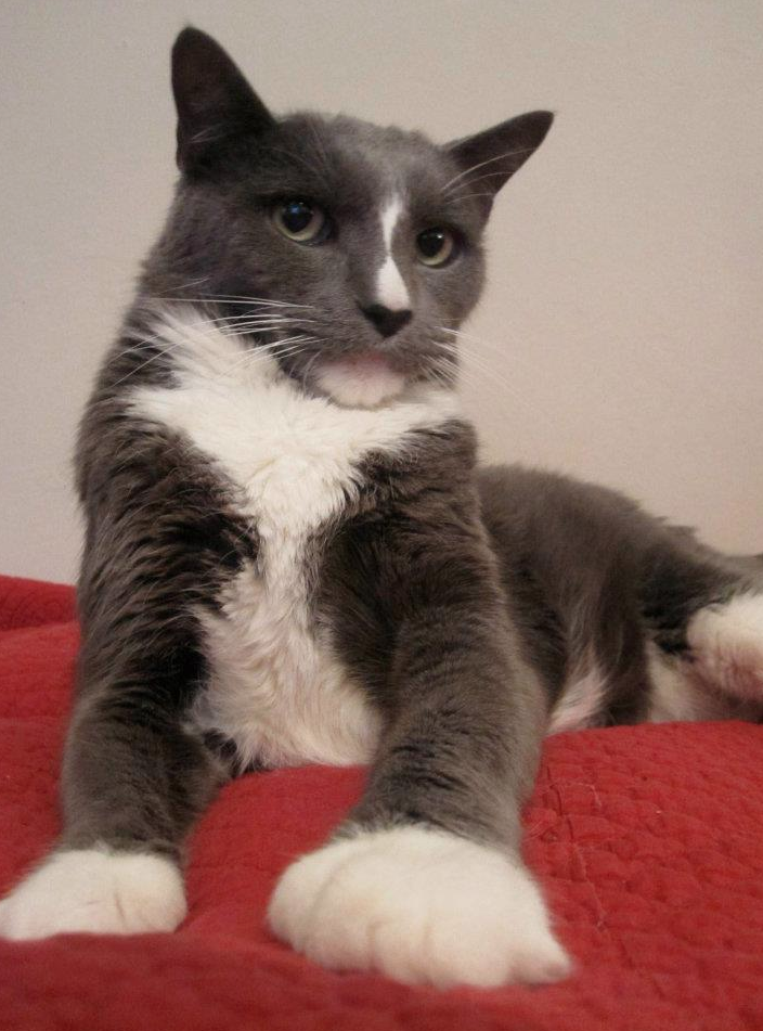 A Random Cat