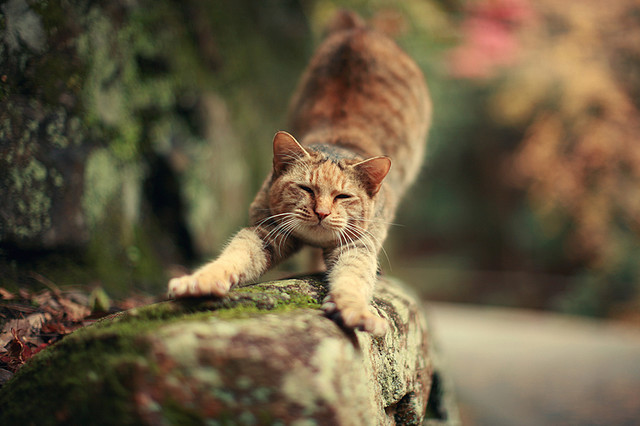 animal