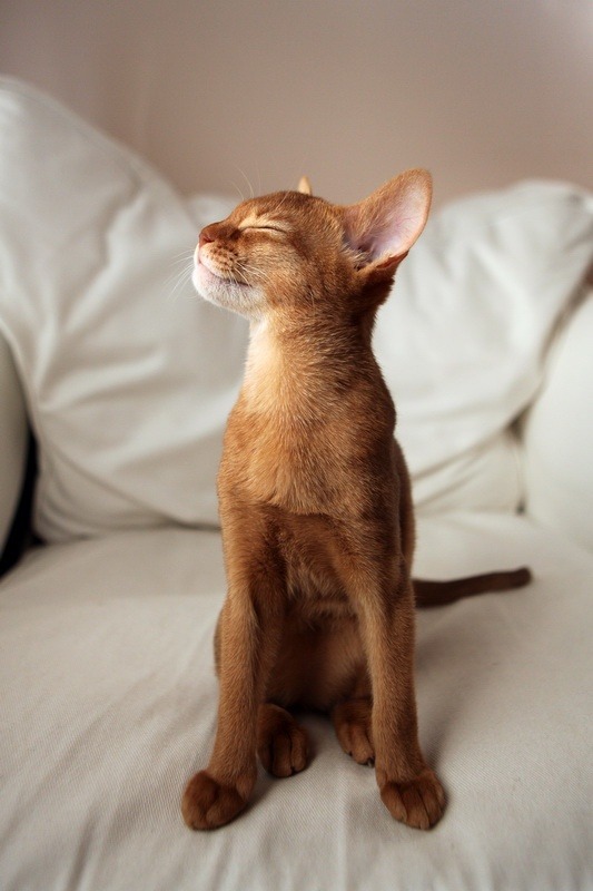 Random Cat