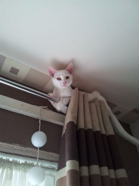 animal