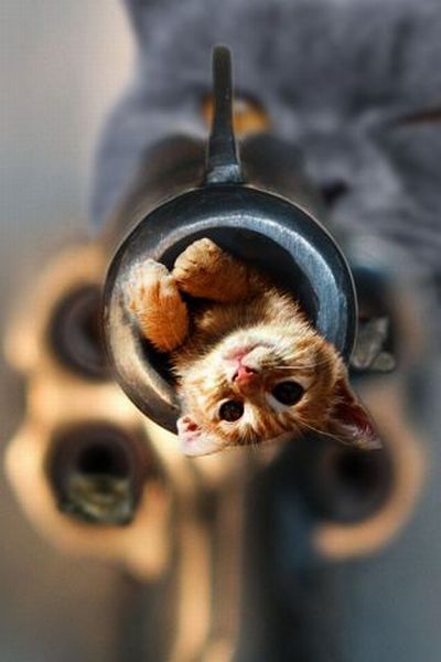 animal