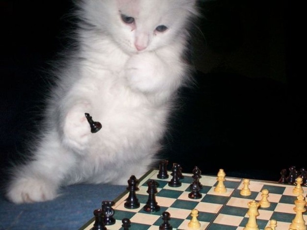 animal