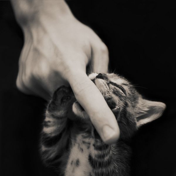 animal