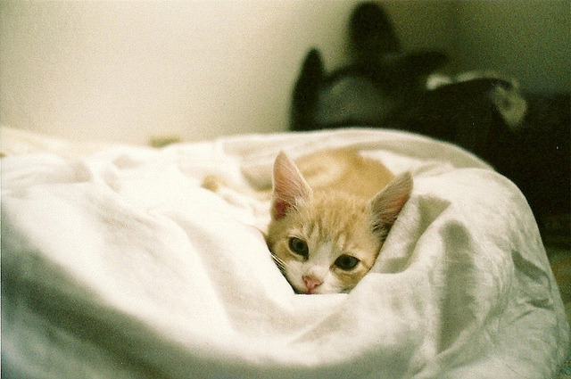 animal