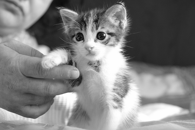animal