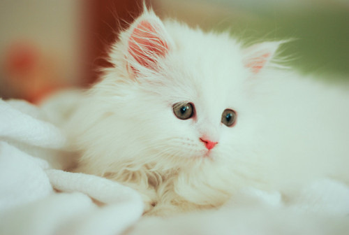 animal
