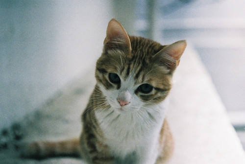 animal
