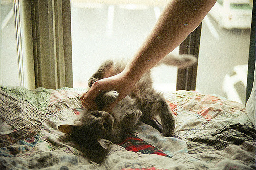animal
