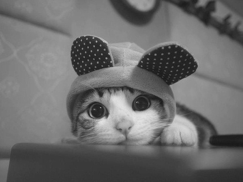 animal