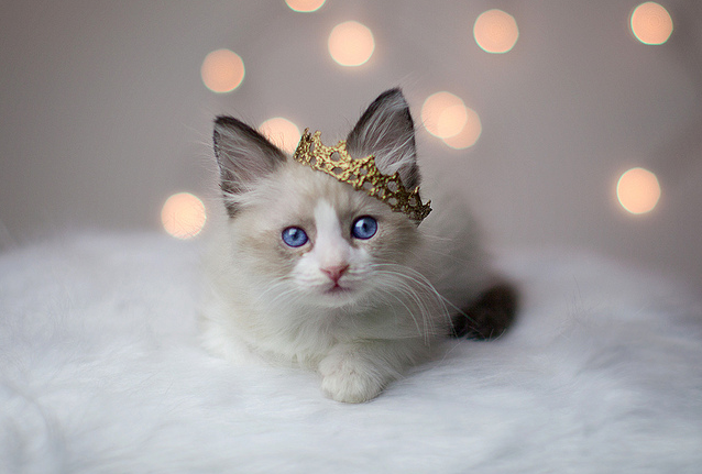 A Random Cat