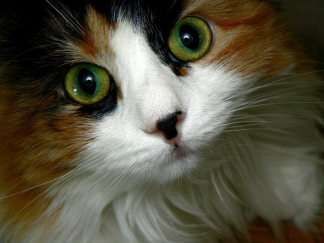 animal