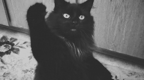 animal