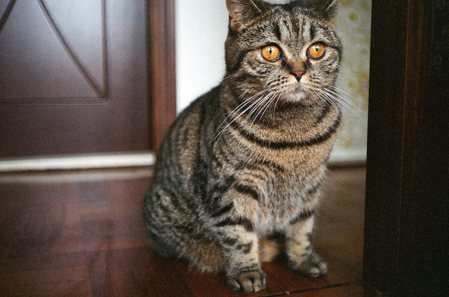 animal