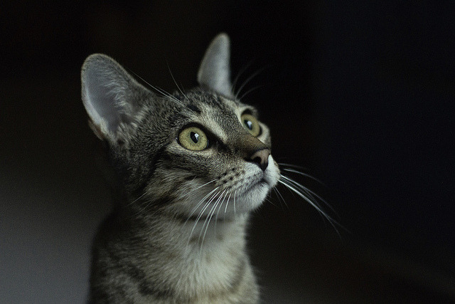 animal