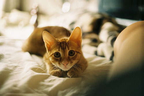 animal