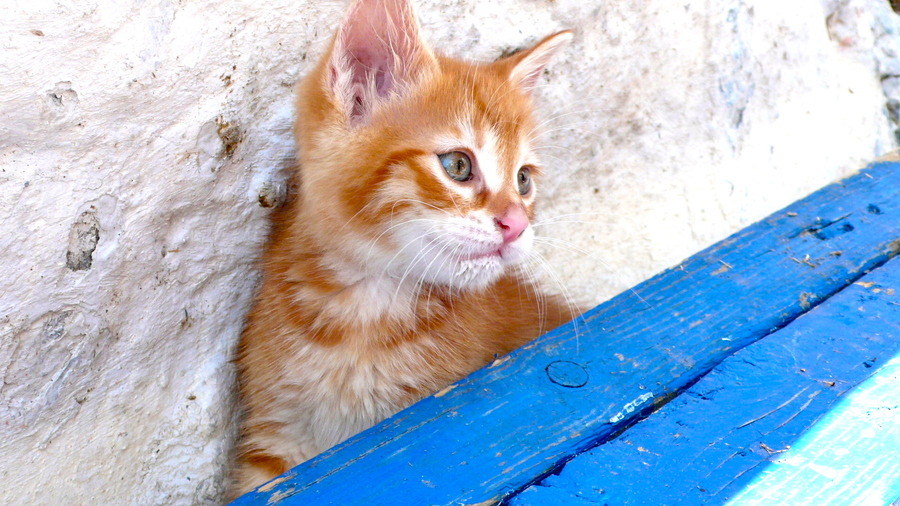 animal