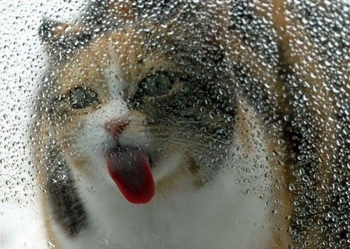 animal