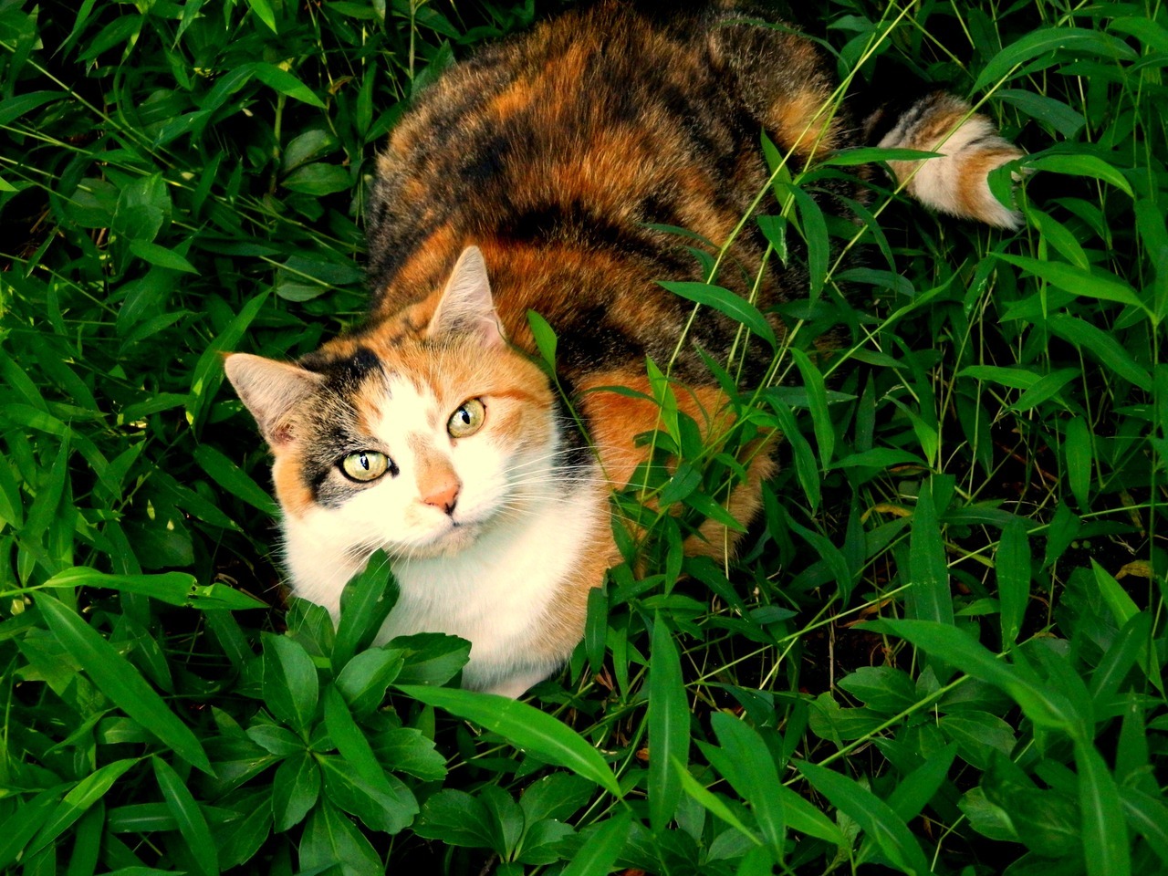 animal