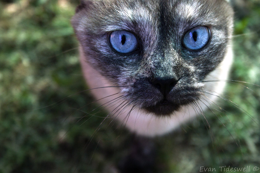 Resident Cat